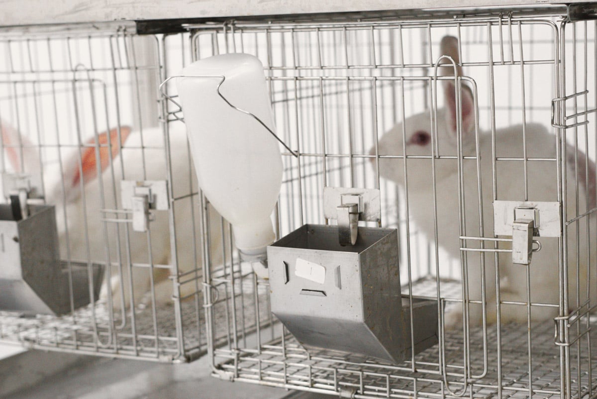 White rabbits inside metal cages with feeding and water containers, typically used in a laboratory or controlled environment. 